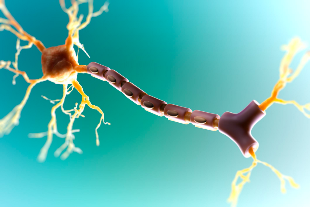 Mobility, Myelin, and MS